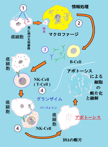 癌へのApoptosisの誘導